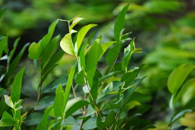 Ağaçta asılı yeşil defne yaprakları. Koyun yaprağı bir şifalı bitkidir ve yemek pişirmek için kullanılır. Endonezyalılar buna daun salam der.