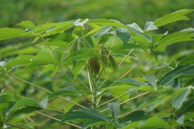 Ağacın üzerinde Cassava yaprakları. Endonezyalılar buna singkong ya da ketela der.