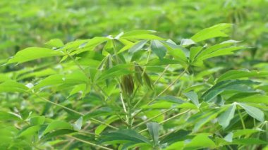 Ağacın üzerinde Cassava yaprakları. Endonezyalılar buna singkong ya da ketela der.