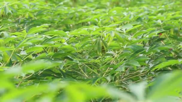Cassava Pleacă Copac Indoneziană Numesc Cântând Sau Ketela — Videoclip de stoc