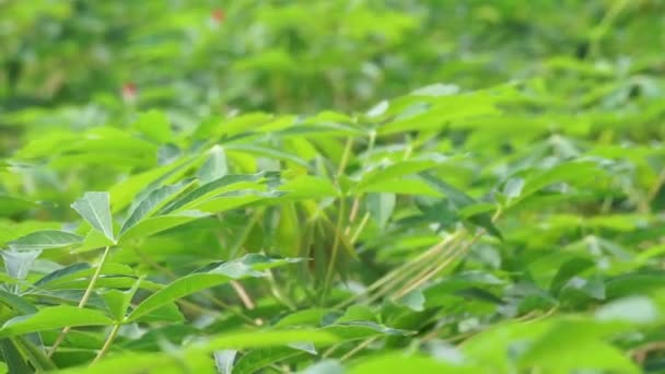Φύλλα Κασάβα Στο Δέντρο Ινδονησιακή Αποκαλούν Singkong Ketela — Αρχείο Βίντεο