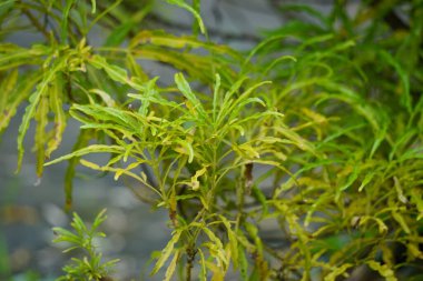 Euodia Ridleyi (kalifa, Altın sahte aralia, brokoli kuning) bitkisi. Bu bitki genellikle bir bahçe bitkisi olarak kullanılır.