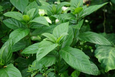 Ficus hispida (Kıllı İncir, Buah luwingan, Covellia hispida, Ficus compressa, şeytan inciri) meyvesi. Geleneksel olarak, bitkinin farklı kısımları ülser, sedef, anemi vs. tedavisinde kullanılır.