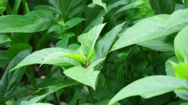 Ficus hispida (Kıllı İncir, Buah luwingan, Covellia hispida, Ficus compressa, şeytan inciri) meyvesi. Geleneksel olarak, bitkinin farklı kısımları ülser, sedef, anemi vs. tedavisinde kullanılır.