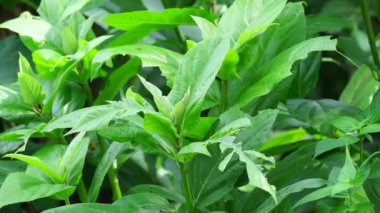 Ficus hispida (Kıllı İncir, Buah luwingan, Covellia hispida, Ficus compressa, şeytan inciri) meyvesi. Geleneksel olarak, bitkinin farklı kısımları ülser, sedef, anemi vs. tedavisinde kullanılır.