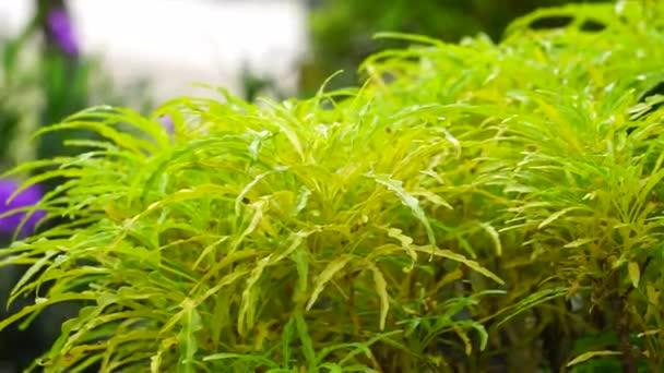 Euodia Ridleyi Califa Golden Falsa Aralia Brokoli Kuning Planta Esta — Vídeos de Stock