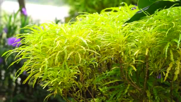 Euodia Ridleyi Califa Aralia Falsa Dourada Brokoli Kuning Planta Esta — Vídeo de Stock