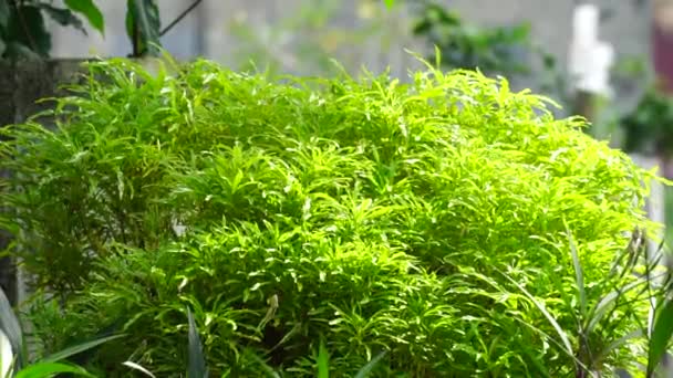 Euodia Ridleyi Califa Golden Falsa Aralia Brokoli Kuning Planta Esta — Vídeo de stock