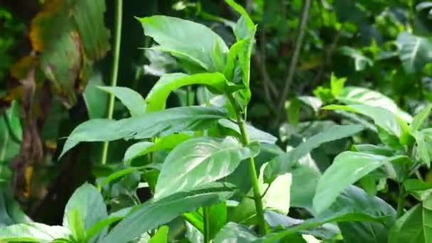 Ficus Hispida Hairy Fig Buah Luwingan Covellia Hispida Ficus Compressa — Stok Video
