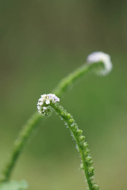 Helotropium indicum (Sangketan, buntut tikus, Hint heliotrope, Hint Turnsole, Heliophytum indicum, Heliotropium parviflorum, Tiaridium indicum) doğal bir arka plana sahiptir.