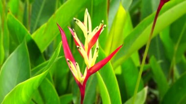 Heliconiaceae (Heliconiaceae, ıstakoz pençeleri, tukan gagası, yabani plantains, sahte cennet kuşu) doğal arka planı ile