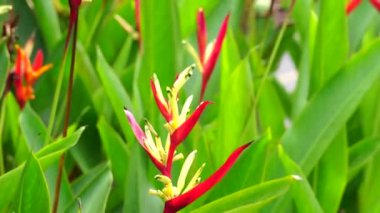 Heliconiaceae (Heliconiaceae, ıstakoz pençeleri, tukan gagası, yabani plantains, sahte cennet kuşu) doğal arka planı ile