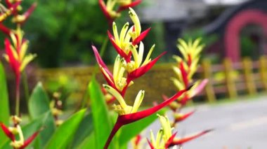 Heliconiaceae (Heliconiaceae, ıstakoz pençeleri, tukan gagası, yabani plantains, sahte cennet kuşu) doğal arka planı ile