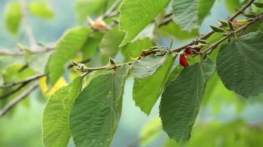 Helicteres isora (Hint vida ağacı, Idampiri valampiri, kayu ules, Samunpra pai ka bid, Modi modika, ulet ulet). Meyve ve kökü Asya 'nın geleneksel ilaç sistemlerinde kullanılır.
