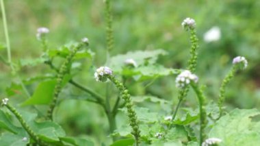 Helotropium indicum (Sangketan, buntut tikus, Hint heliotrope, Hint Turnsole, Heliophytum indicum, Heliotropium parviflorum, Tiaridium indicum) doğal bir arka plana sahiptir.