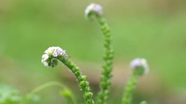 Helotropium indicum (Sangketan, buntut tikus, Hint heliotrope, Hint Turnsole, Heliophytum indicum, Heliotropium parviflorum, Tiaridium indicum) doğal bir arka plana sahiptir.