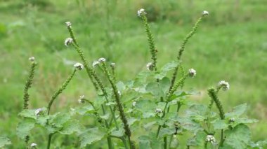 Helotropium indicum (Sangketan, buntut tikus, Hint heliotrope, Hint Turnsole, Heliophytum indicum, Heliotropium parviflorum, Tiaridium indicum) doğal bir arka plana sahiptir.