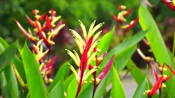 Heliconia Heliconiaceae Lagosta Garras Bico Tucano Bananeiras Selvagens Ave Falsa — Vídeo de Stock