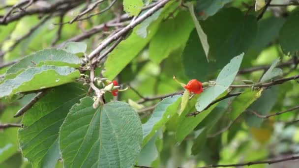 Helicteres Isora Ινδική Βίδα Δέντρο Idampiri Valampiri Kayu Ules Samunpra — Αρχείο Βίντεο