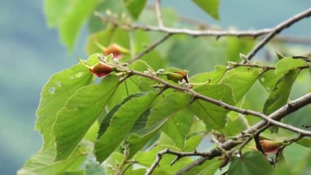 Helicteres Isora Ινδική Βίδα Δέντρο Idampiri Valampiri Kayu Ules Samunpra — Αρχείο Βίντεο