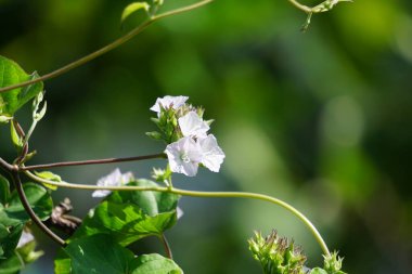Jacquemontia cumanensis (ayrıca yıldız kümesi, çalılık kümesi olarak da bilinir). Bu cinsteki türler yaygın olarak küme sarmaşığı olarak bilinir.