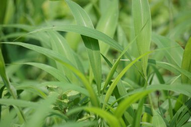 Setaria palmifolia (Rumput Setaria, Jamarak, palmgrass, highland) grass. It is grown as a vegetable crop in Papua New Guinea clipart