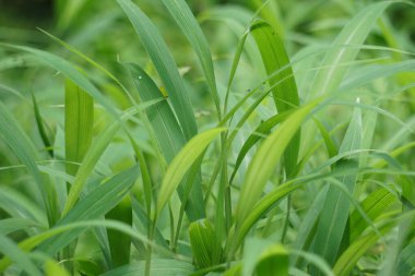 Setaria palmifolia (Rumput Setaria, Jamarak, palmgrass, Highland) otları. Papua Yeni Gine 'de sebze mahsulü olarak yetiştirilir.