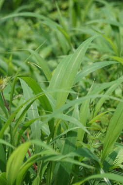 Setaria palmifolia (Rumput Setaria, Jamarak, palmgrass, highland) grass. It is grown as a vegetable crop in Papua New Guinea clipart