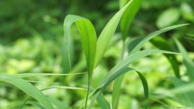 Setaria palmifolia (Rumput Setaria, Jamarak, palmgrass, Highland) otları. Papua Yeni Gine 'de sebze mahsulü olarak yetiştirilir.