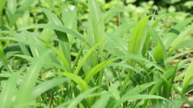 Setaria palmifolia (Rumput Setaria, Jamarak, palmgrass, Highland) otları. Papua Yeni Gine 'de sebze mahsulü olarak yetiştirilir.