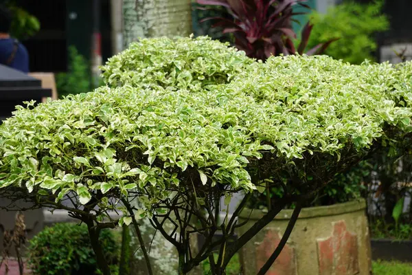 Styrax japonica variegata doğal bir arka planla ayrılır