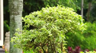 Styrax japonica variegata doğal bir arka planla ayrılır