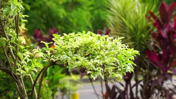 Styrax Japonica Variegata Листья Естественным Фоном — стоковое видео