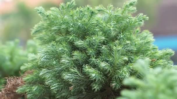 Juniperus Squamata Известный Чешуйчатый Можжевельник Гималайский Можжевельник Природе — стоковое видео