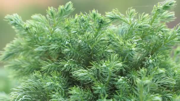 Juniperus Squamata Ook Wel Schilferige Jeneverbes Himalaya Jeneverbes Genoemd Natuur — Stockvideo