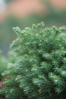 Juniperus squamata (Also called flaky juniper, Himalayan juniper) in nature clipart