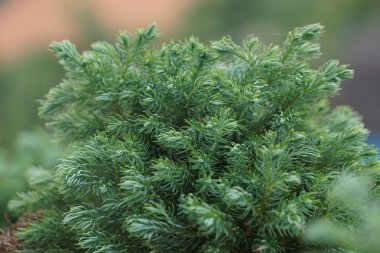 Juniperus squamata (Also called flaky juniper, Himalayan juniper) in nature clipart