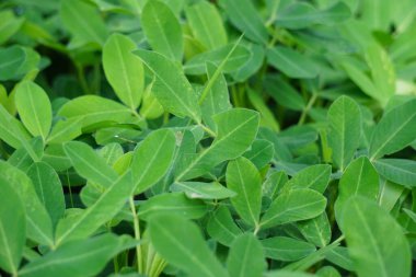 Arachis hipogaea L. (ayrıca Kacang tanah, fıstık, yer fıstığı, yer fıstığı, yer fıstığı, pindar, maymun fındığı olarak da bilinir) doğada bitki olarak bilinir.