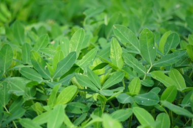 Arachis hipogaea L. (ayrıca Kacang tanah, fıstık, yer fıstığı, yer fıstığı, yer fıstığı, pindar, maymun fındığı olarak da bilinir) doğada bitki olarak bilinir.