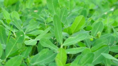 Arachis hipogaea L. (ayrıca Kacang tanah, fıstık, yer fıstığı, yer fıstığı, yer fıstığı, pindar, maymun fındığı olarak da bilinir) doğada bitki olarak bilinir.