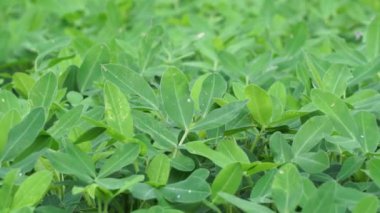 Arachis hipogaea L. (ayrıca Kacang tanah, fıstık, yer fıstığı, yer fıstığı, yer fıstığı, pindar, maymun fındığı olarak da bilinir) doğada bitki olarak bilinir.