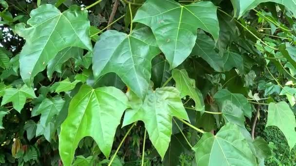 Firmiana Simplex Chinese Parasolboom Chinese Parasolboom Wutong Deze Plant Zelf — Stockvideo