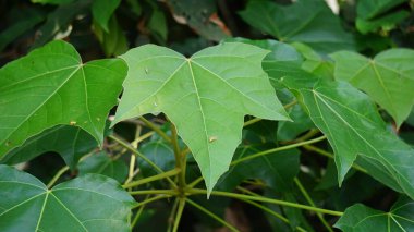 Firmiana Simplex (Çin şemsiye ağacı, Çin paraşüt ağacı, wutong). Bu bitki kendi kendini üretir ve tohumları kolayca yayılır, özellikle de su kaynakları boyunca.