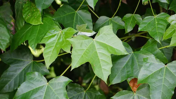Firmiana simplex (Chinese parasol tree, Chinese parasoltree, wutong). This plant is self-fertile, and its seeds spread readily, especially along watercourses