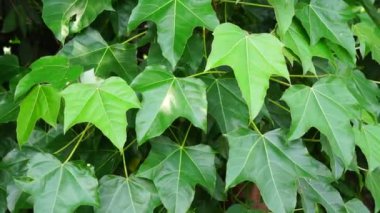 Firmiana Simplex (Çin şemsiye ağacı, Çin paraşüt ağacı, wutong). Bu bitki kendi kendini üretir ve tohumları kolayca yayılır, özellikle de su kaynakları boyunca.