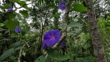 Ipomoea sıfır (Ipomoea sabah zaferi, pikotee sabah zaferi, sarmaşık sabah zaferi, Japon sabah zaferi). Taç mavi, mor ya da kırmızı renktedir. Boğazı genellikle beyaz renklidir..