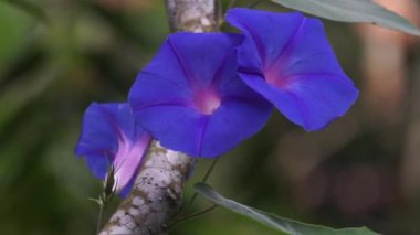 Ipomoea sıfır (Ipomoea sabah zaferi, pikotee sabah zaferi, sarmaşık sabah zaferi, Japon sabah zaferi). Taç mavi, mor ya da kırmızı renktedir. Boğazı genellikle beyaz renklidir..