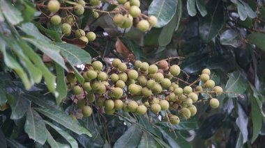 Dimocarpus longan meyvesi (longan, Lengkeng, kelengkeng, mata kucing, longan, Dimocarpus longan) doğanın yaprakları