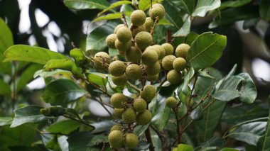 Dimocarpus longan meyvesi (longan, Lengkeng, kelengkeng, mata kucing, longan, Dimocarpus longan) doğanın yaprakları