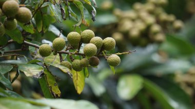 Dimocarpus longan meyvesi (longan, Lengkeng, kelengkeng, mata kucing, longan, Dimocarpus longan) doğanın yaprakları